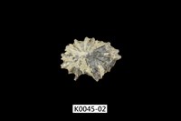 藏品(黑松螺)的圖片